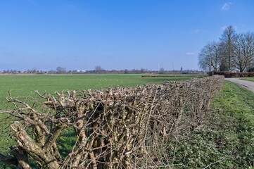 Obraz premium Long pruned hawthorn hedge along meadows in the winter near the river IJssel.