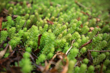 Green Sedum in Natural Light