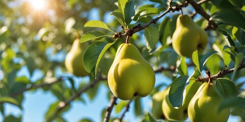 Ripening Green Pears on a Tree Backlit by Summer Sunlight with Lush Green Leaves and Space for Text Overlay
