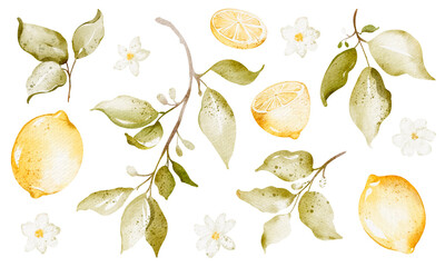 Lemons Watercolor set on isolated background. Fruit Summer clipart with citrus food for wrapping paper or textile design. Collection elements plant for design icon, logo.