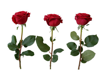  3 red roses on a white wooden background, a Valentine's Day theme, high resolution Tranparent Background