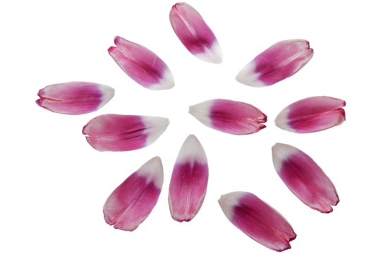 Set of purple and white gradation petals. tulip petal collection. Flower elements.