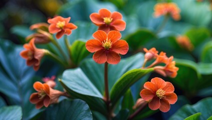 Fototapeta premium Vibrant Red Button Ginger Flowers Highlighting Tropical Aesthetics in Lush Green Foliage Against a Soft Focus Background