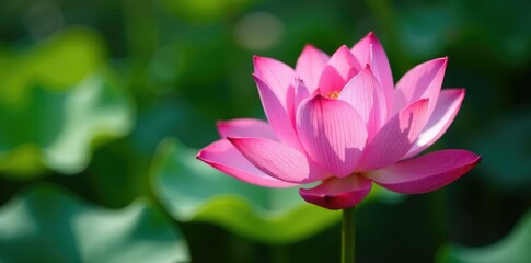 Obraz premium Pink lotus slowly opening its delicate petals, bloom, water lily