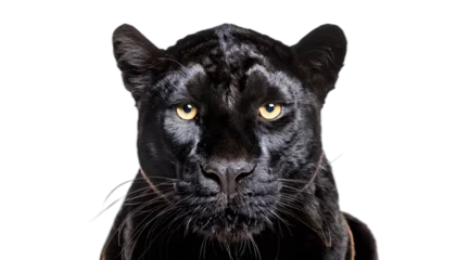 Fototapete Panther Close up of a black panther head isolated on white   © l1gend