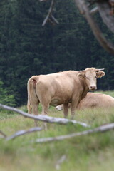 cow on the pasture