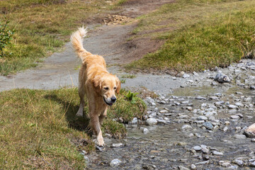 cane Golden Retriever entra nel torrente
