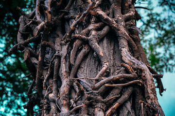 tree bark and tree