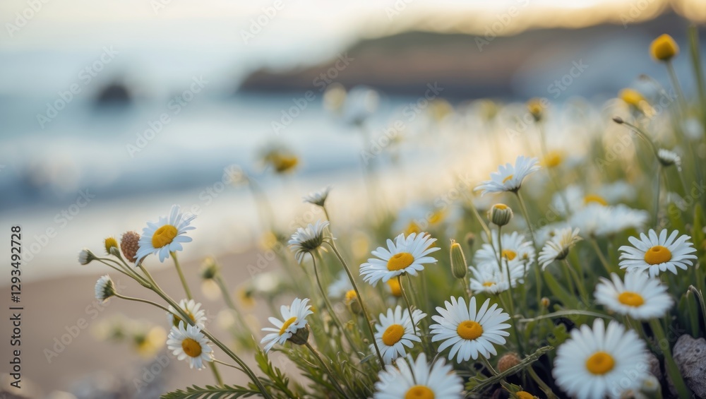 Poster scenic view of seaside daisies in bloom with a softly blurred ocean background during sunset