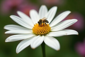 Obraz premium White echinacea flower with a small bee collecting pollen, pollination, nectar, plant