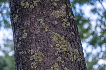 Obraz premium trunk of a tree moss