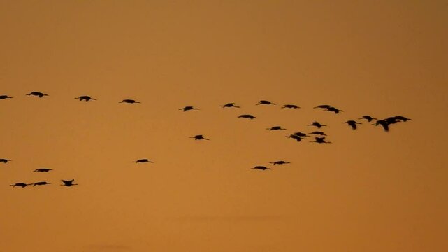 Fliegende Kraniche bei Abendd&auml;mmerung, Grauer Kranich, Eurasischer Kranich, Grus grus, Zugvogel, Formationsflug
