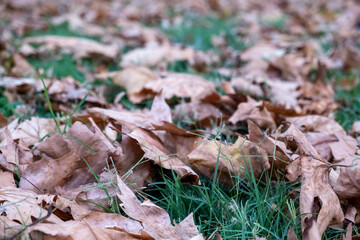 autumn leaves on the ground