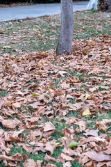 autumn leaves on the ground