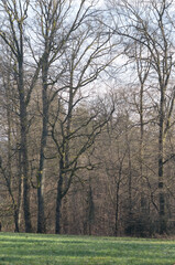 Tree trunks with bare branches and twigs in an european forest against blue sky on a sunny day, natural trees woodland landscape background