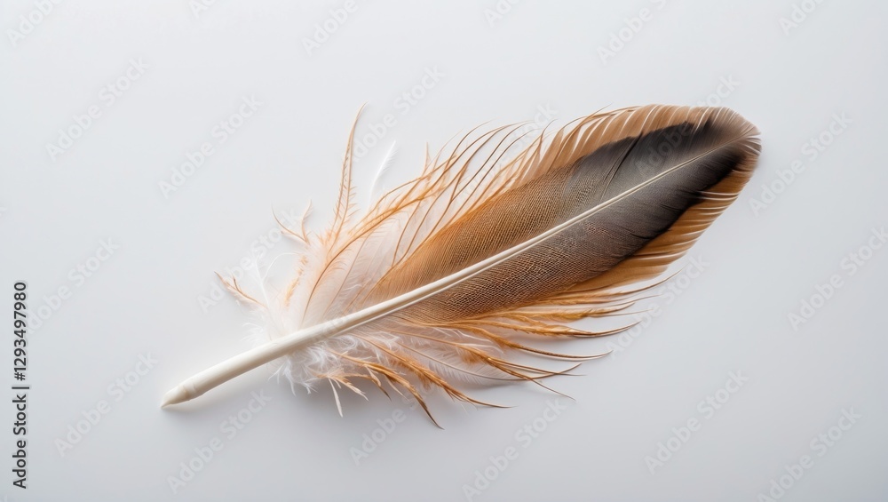 Poster Elegant single feather displayed on a clean white background showcasing intricate details and soft textures of nature's beauty.