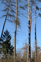 Tree trunk with bare branches and twigs in an european forest against blue sky on a sunny day, natural trees woodland landscape background