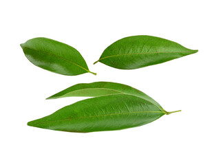 Green lychee leaf on a transparen png.