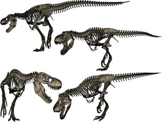 vector sketch of trex dinosaur bone fossil design for display in a museum  © nur