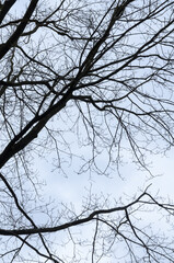 Tree silhouette with bare branches and twigs in a forest against bright sky during winter season, vertical natural abstract trees woodland background