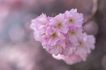 Fototapeta premium Close-up pink double cherry blossoms flowers in full bloom.