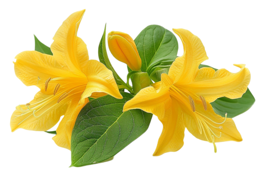  Ylang-Ylang Flower Isolated on Transparent Background