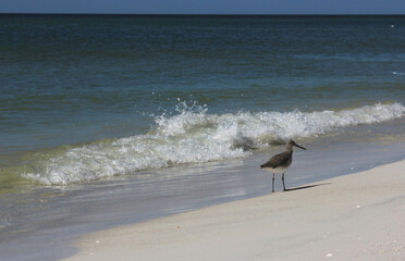 Bird Walking Along Shore of Bradenton Beach in Bradenton Florida
