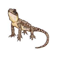 Grassland Earless Dragon Vector illustration