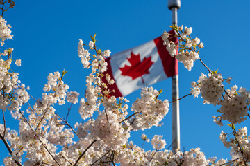 National Flag of Canada and cherry blossoms in full bloom. Concept of canadian urban city life in spring time.