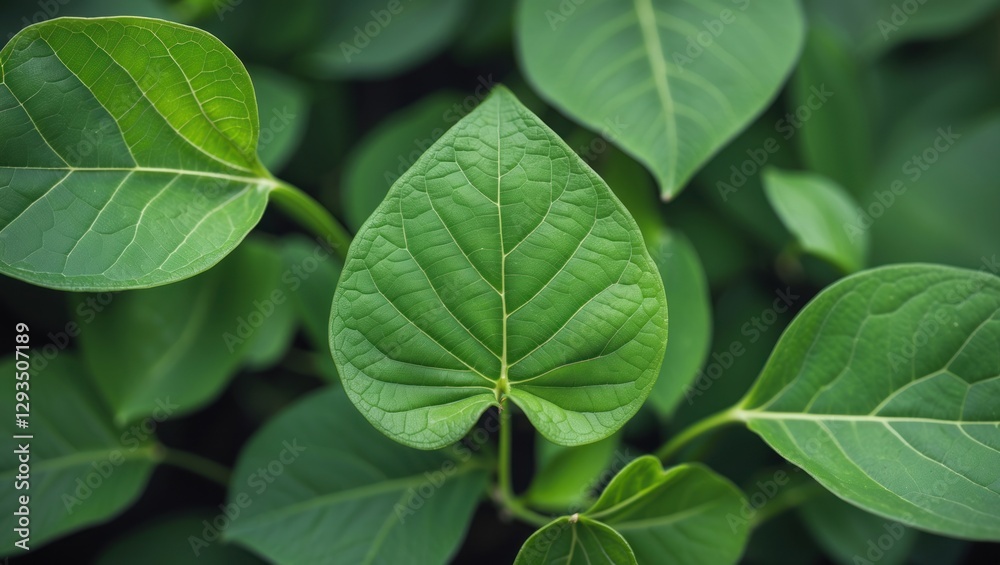 Aufkleber Close-up view of lush green leaves showcasing intricate textures and patterns in natural botanical setting.