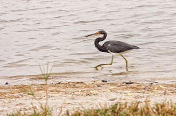Wild Heron Late Afternoon on Cloudy Day Sarasota Florida