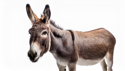 Isolated Donkey A against a Pristine White Background, Captivating with Its Earthy Textures and Expressive Eyes, Perfect for Digital Art, Home Decor, or Design Inspiration.