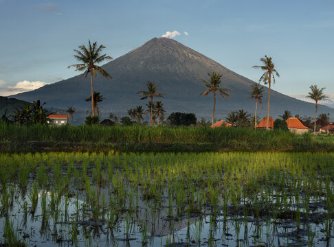 Magnificent mount Agung volcano view and paddy rice fields in the rural  farmland landscape of Amed village, Karangasem district in Bali