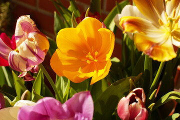 Bright mix of colorful yelllow, pink, purple and white tulips close up. Growing spring bulb flowers...