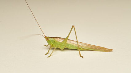 Close Up of Green Grasshopper Isolated on White