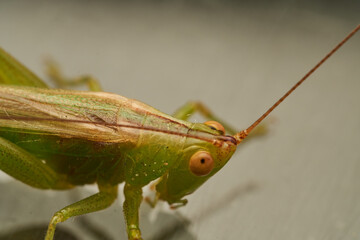 Green Grasshopper on White Background