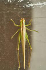 Green Grasshopper on White Background