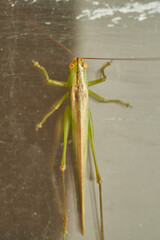 Close Up of Green Grasshopper Isolated on White
