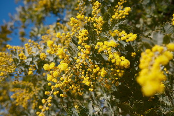 노란 미모사 꽃