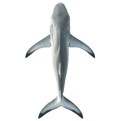 Top View of Shark Isolated on transparent background. 
