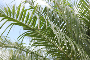 Close up of Palm Tree Leaves in Tampa Florida