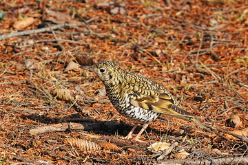 地面に降りたトラツグミ