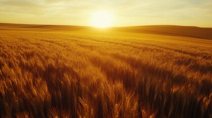Obraz premium Wheat field at sunset. Golden crops waving gently. Sunlight and horizon. Rural landscape at golden hour. Harvest time on farm land. Scenic view