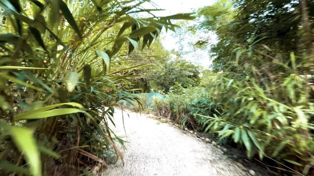 Travelling past a narrow road surrounding with plant, bushes and treets