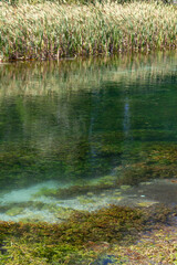beauty, hiking, picnic, environment, rivershore, cyano, pond, plant, wood, forest, woodland, sulphurous, grass, park, silence, green, reflection, outdoor, background, blue, country, bright, scenic, co