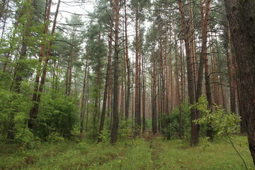 Forest landscape in the summer season. Coniferous trees, pines and spruces in the forest