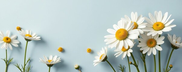 Fototapeta premium Delicate white daisies on a muted grey background, minimalist, dainty