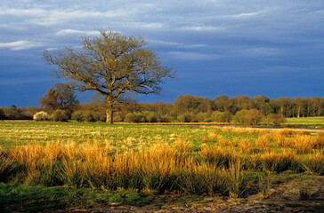 Quercus robur, Chéne, Sologne, 41, Loir et Cher, France
