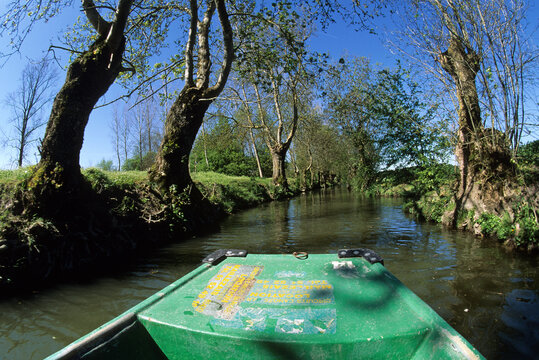 Fraximus excelsior, Fr&eacute;ne commun , taille t&eacute;tard, Marais Poitevin , 85, France