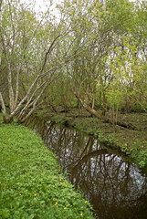 Riviére la l'Eyre, Parc naturel régional des Landes de Gascogne; vallée de la Leyre; région Aquitaine; 33, Gironde, France